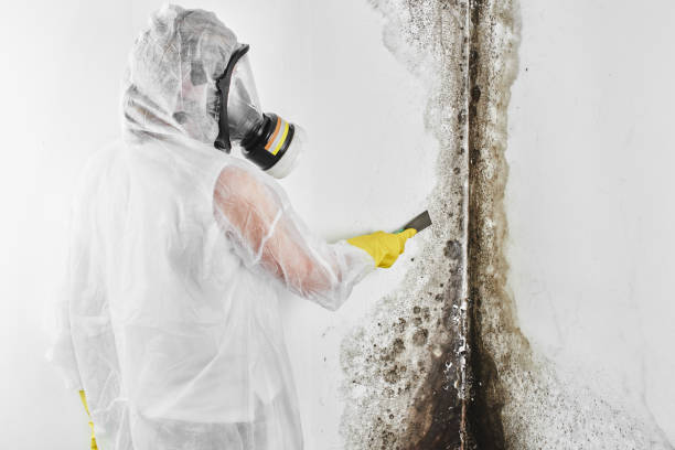 Mold Remediation for Vacation Homes in Gadsden, AL